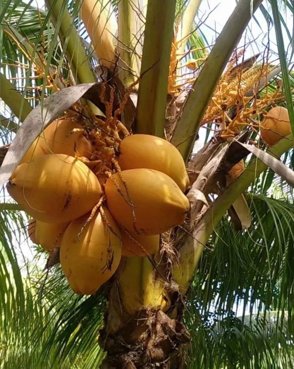 黃椰子（Dypsis lutescens ）