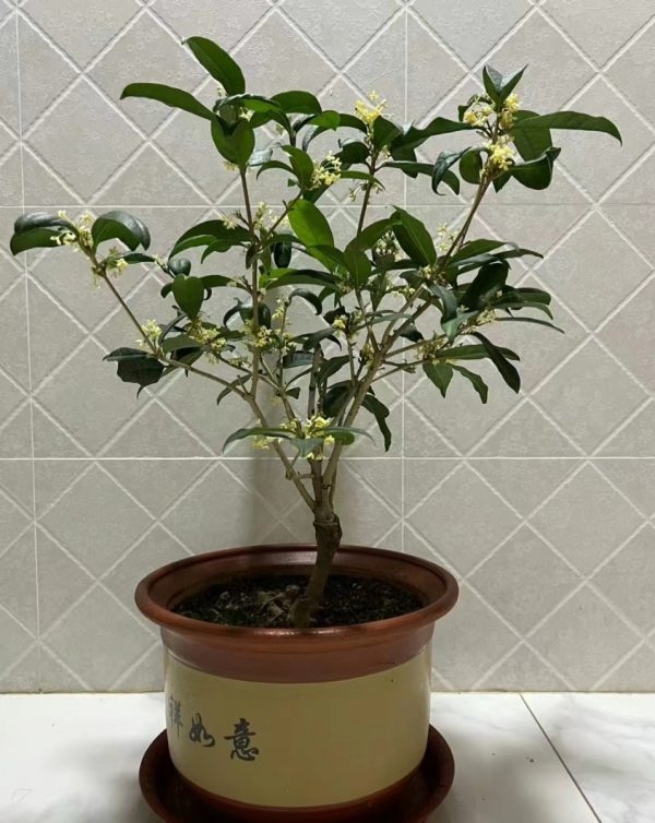 桂花（Osmanthus fragrans）：圖片 3