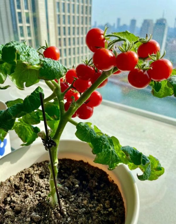 番茄 （Tomato）