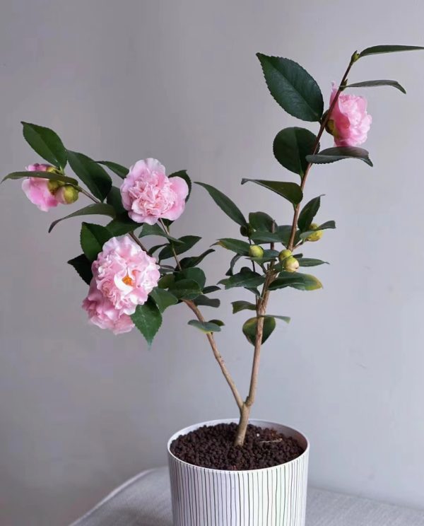 茶花（山茶花、Camellia japonica）：圖片 3