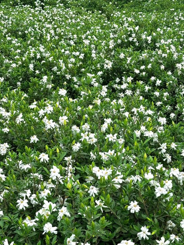梔子花（Gardenia jasminoides）：圖片 4