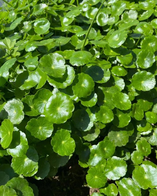 銅錢草（Hydrocotyle vulgaris）：圖片 4