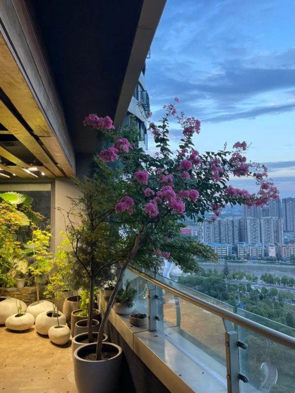 紫薇（Lagerstroemia indica）：圖片 3