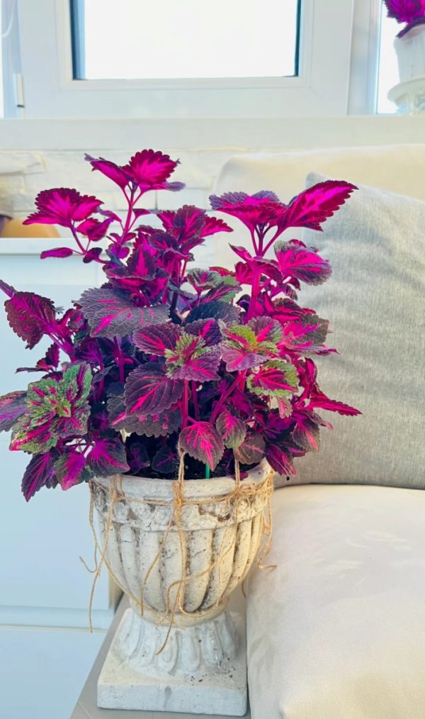 彩葉草（Coleus spp.）：圖片 3