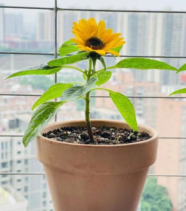矮向日葵（Dwarf Sunflower）：圖片 3