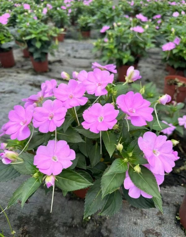 新幾內亞鳳仙（Impatiens hawkeri）：圖片 4