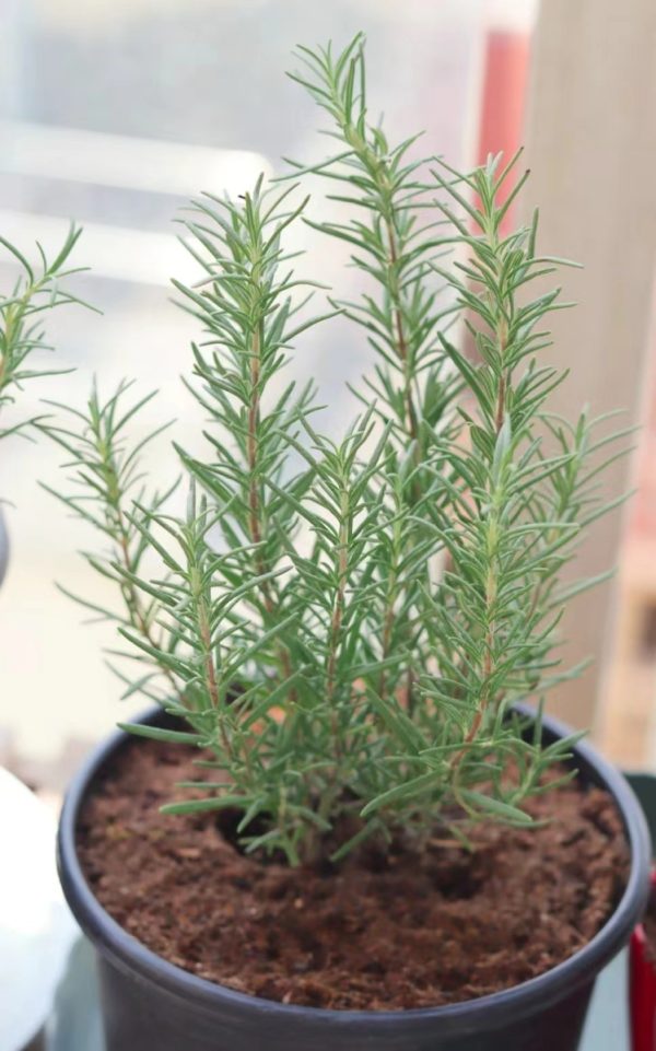 迷迭香（Rosmarinus officinalis）：圖片 3