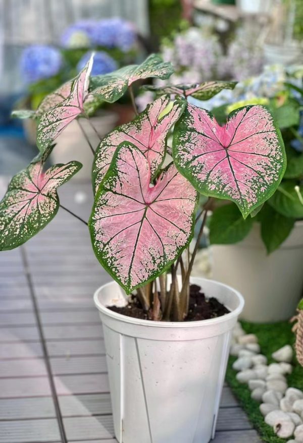 彩葉芋（Caladium bicolor）：圖片 3