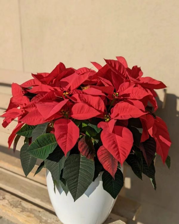 聖誕紅（Poinsettia）：圖片 3