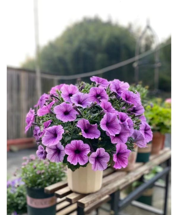 矮牽牛（Calibrachoa spp.）：圖片 3