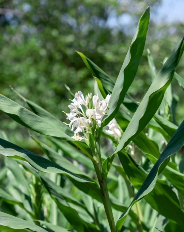 野薑花（Hedychium coronarium）