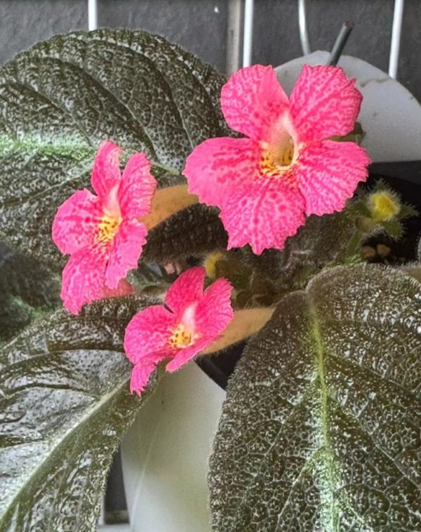 喜蔭花（Achimenes spp.）：圖片 2