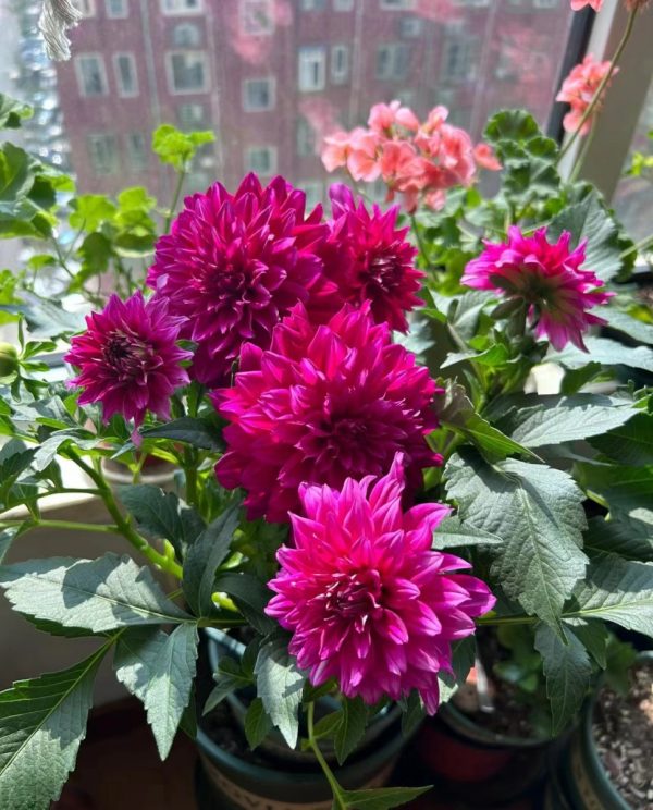 大理花（大麗花、Dahlia）：圖片 3