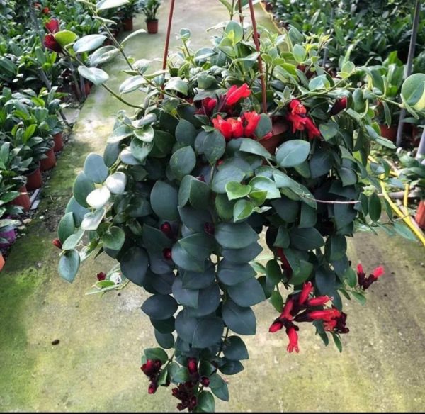 口紅花（Aeschynanthus radicans）：圖片 2
