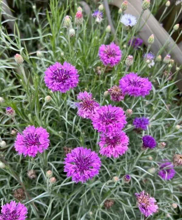 矢車菊（藍盆花、Centaurea cyanus）：圖片 3