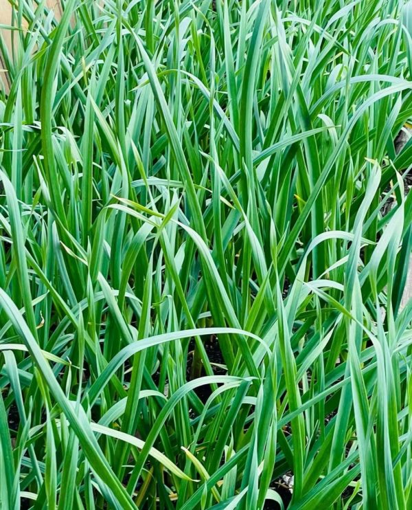 大蒜（Garlic）：圖片 4