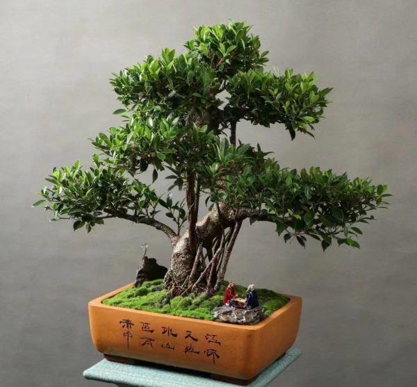 榕樹（Ficus microcarpa）：圖片 3