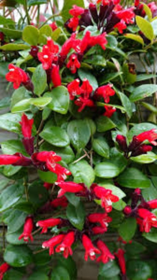 口紅花（Aeschynanthus radicans）：圖片 3