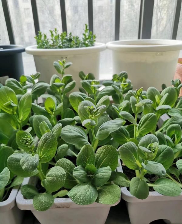 小油菜（Brassica rapa var. chinensis）：圖片 3