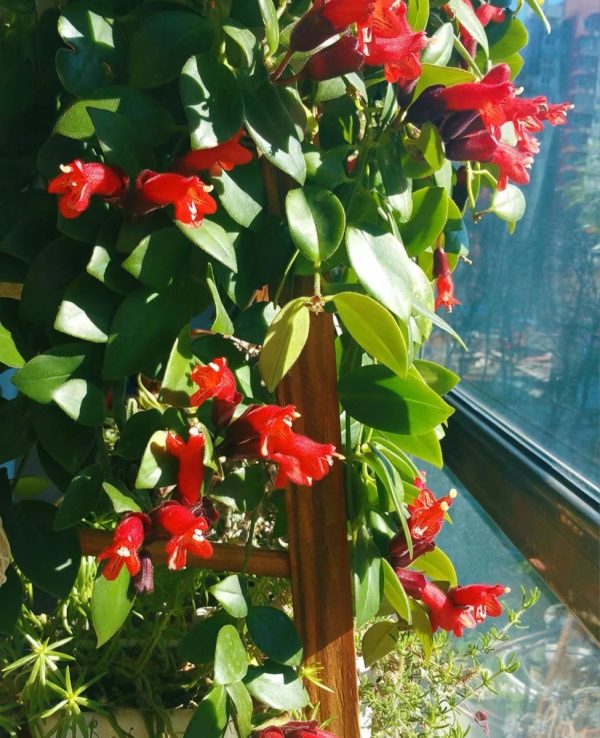 口紅花（Aeschynanthus radicans）：圖片 4