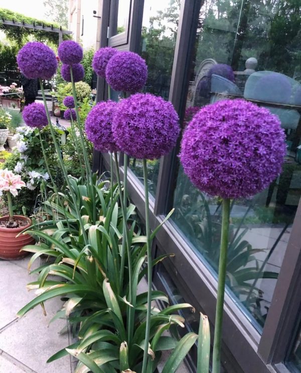 大花蔥（Allium giganteum）：圖片 3