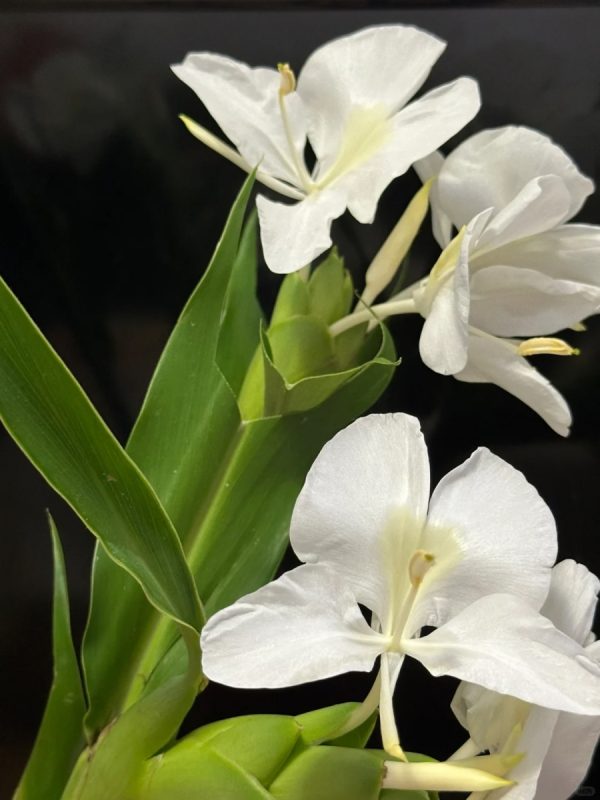 野薑花（Hedychium coronarium）：圖片 2