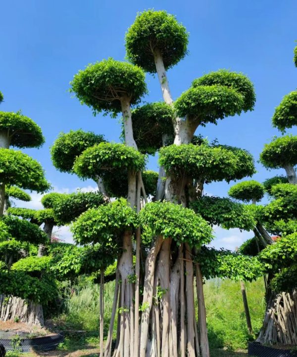 榕樹（Ficus microcarpa）：圖片 4