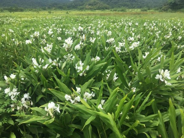 野薑花（Hedychium coronarium）：圖片 4