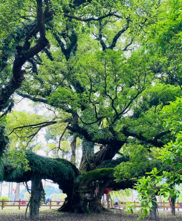 榕樹（Ficus microcarpa）