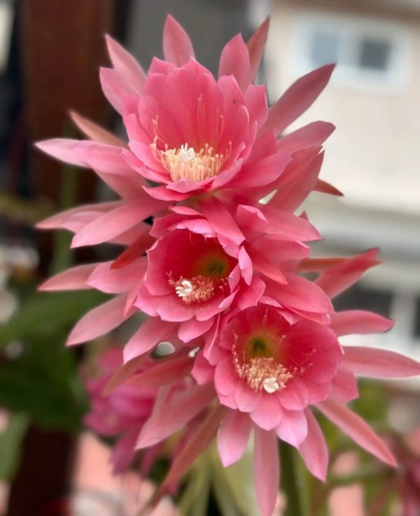 令箭荷花（epicactus、 orchid cactus）：圖片 2