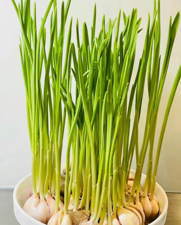 大蒜（Garlic）：圖片 3