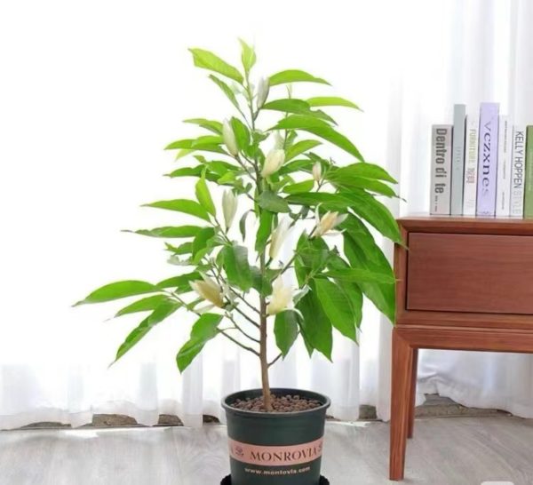 白蘭花（緬桂、Michelia alba）：圖片 3