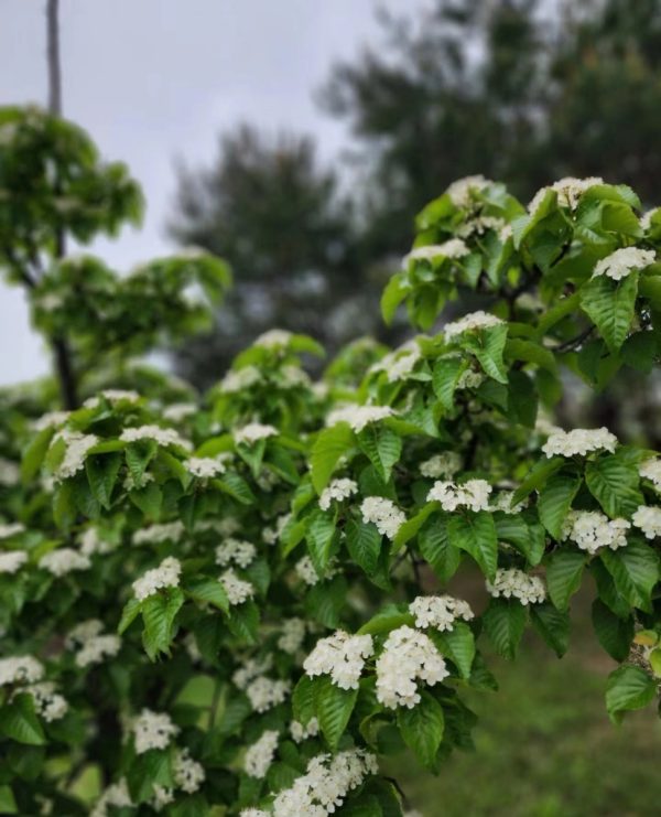水榆花楸（日本花楸、Sorbus alnifolia）：圖片 4