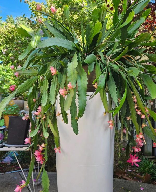 令箭荷花（epicactus、 orchid cactus）：圖片 3