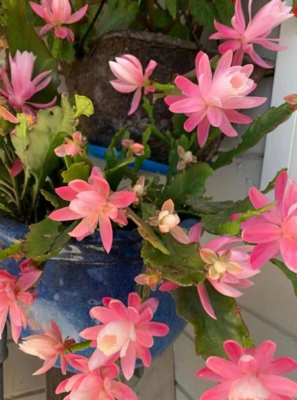 令箭荷花（epicactus、 orchid cactus）：圖片 4