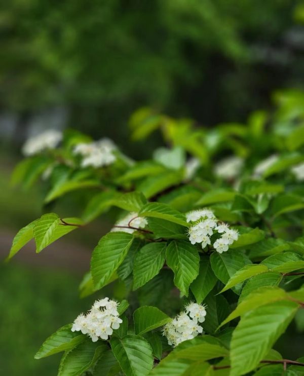 水榆花楸（日本花楸、Sorbus alnifolia）：圖片 3