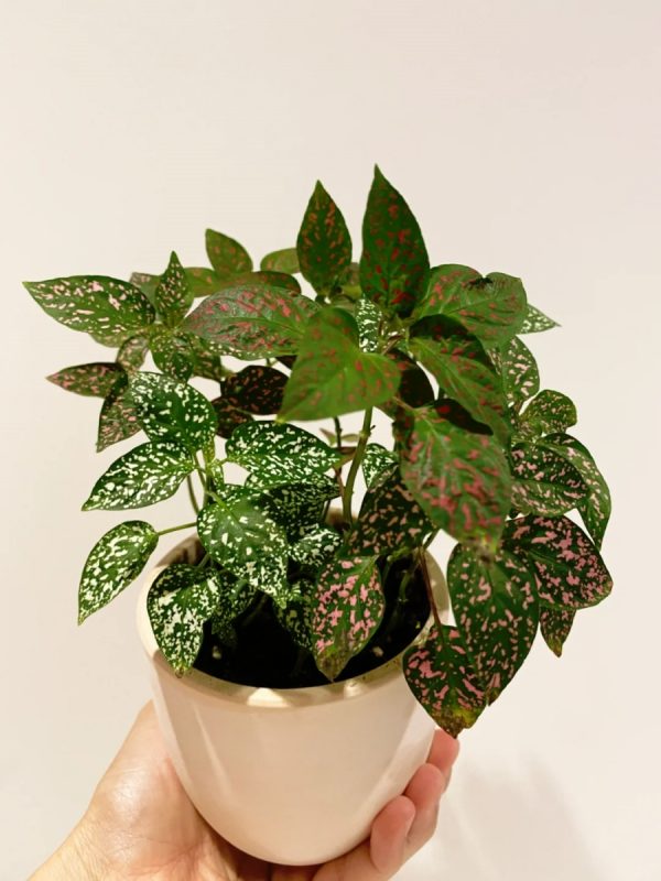 嫣紅蔓（Hypoestes phyllostachya）：圖片 2