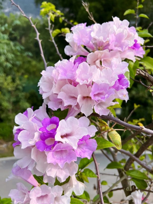 蒜香藤（Mansoa alliaceum）