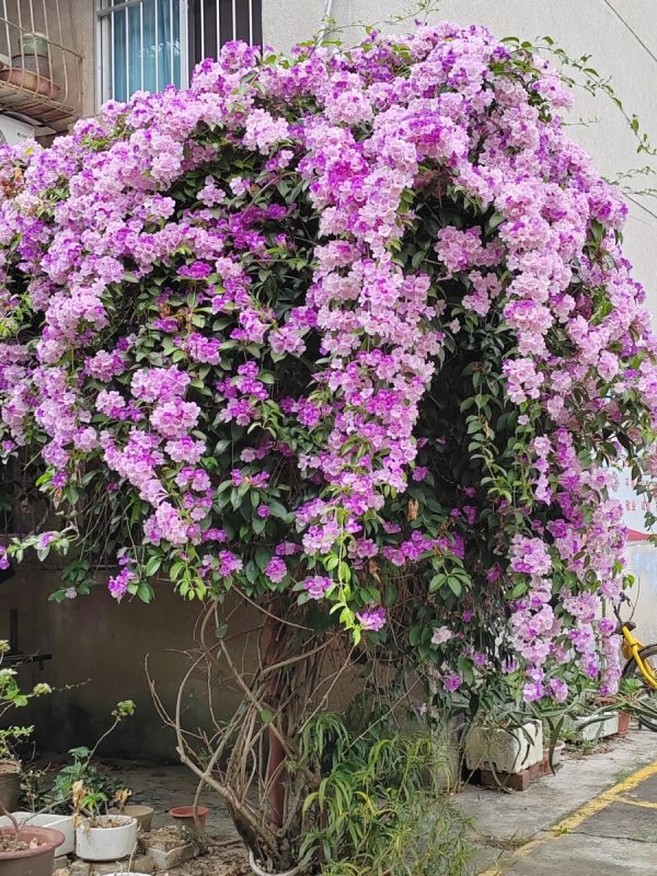 蒜香藤（Mansoa alliaceum）：圖片 4