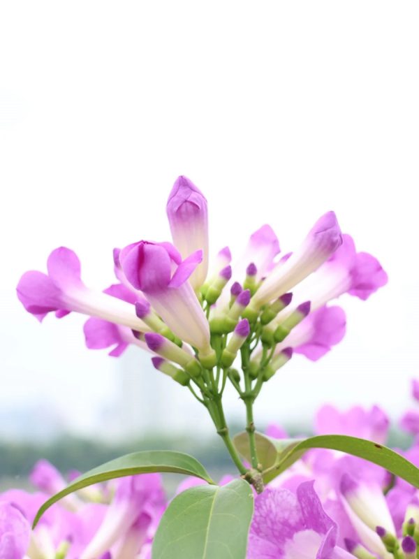 蒜香藤（Mansoa alliaceum）：圖片 2