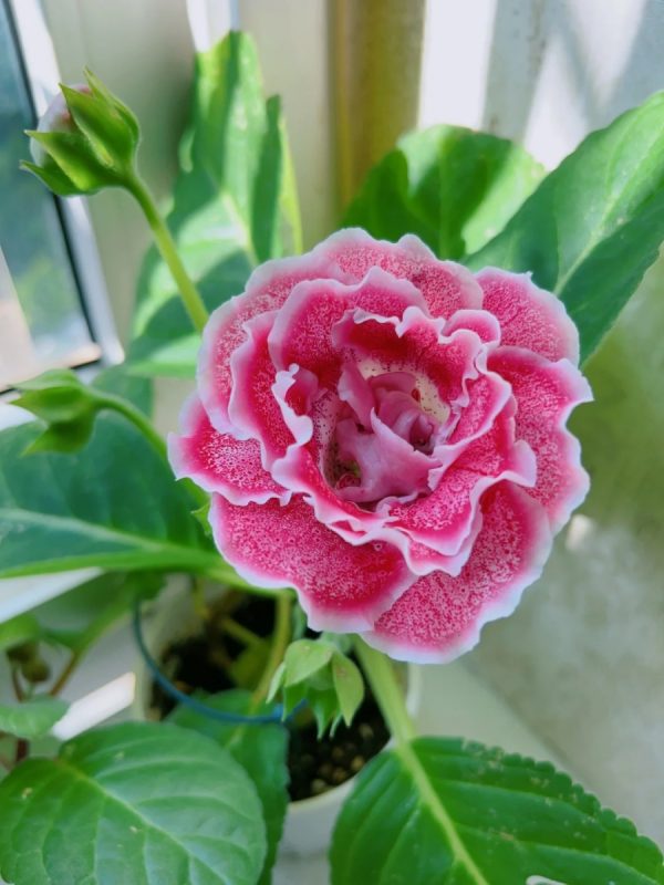 大岩桐（Sinningia speciosa）：圖片 2