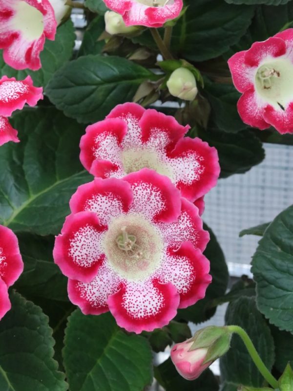 大岩桐（Sinningia speciosa）：圖片 4