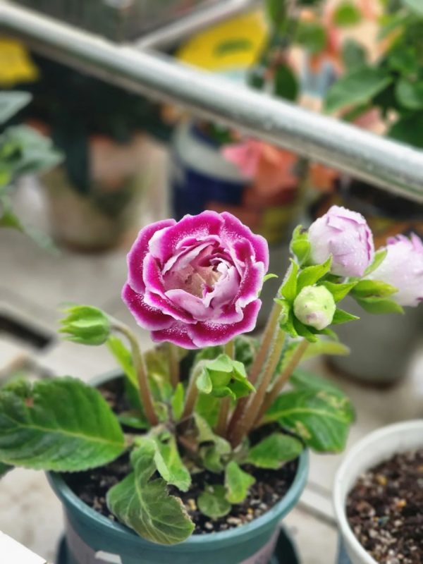 大岩桐（Sinningia speciosa）：圖片 3