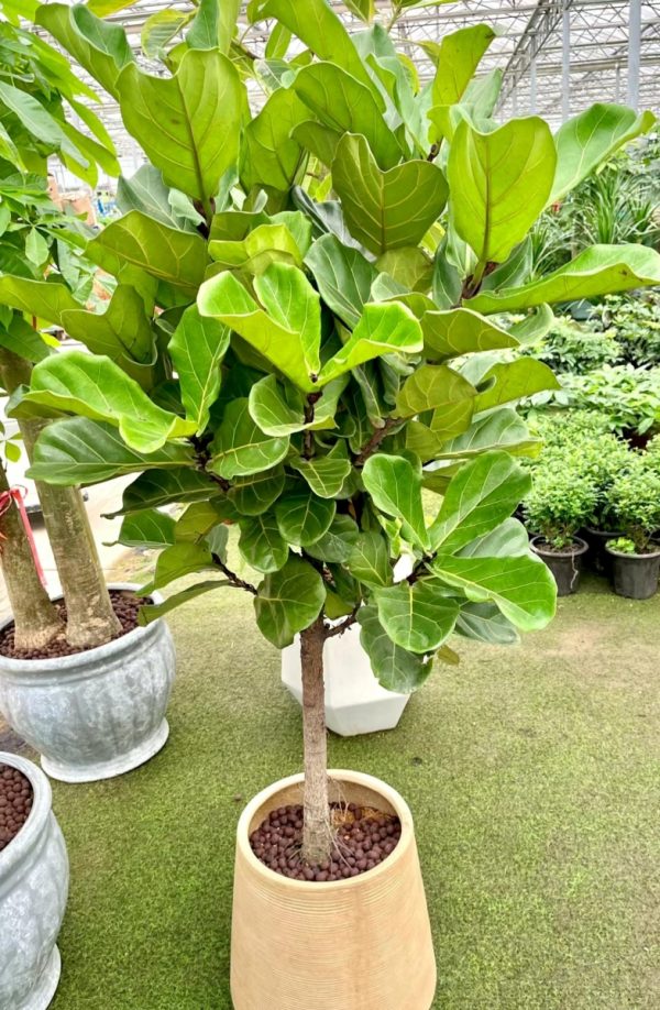 琴葉榕（Ficus lyrata）
