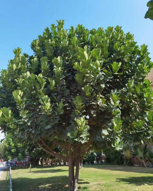 琴葉榕（Ficus lyrata）：圖片 4