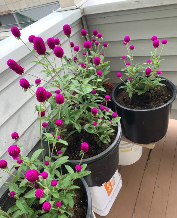 千日紅（Gomphrena globosa）：圖片 3