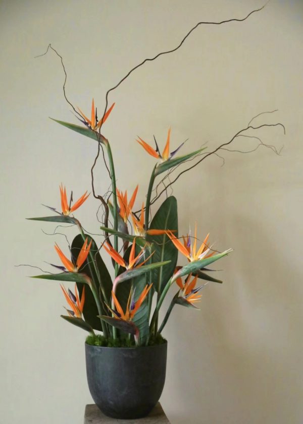 天堂鳥（Strelitzia reginae）：圖片 3