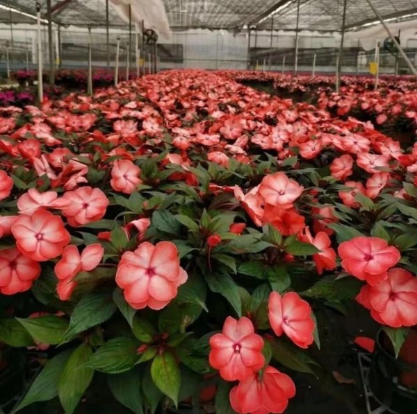 非洲鳳仙（Impatiens walleriana）：圖片 4
