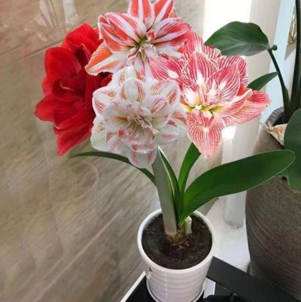 孤挺花 （Amaryllis）：圖片 3