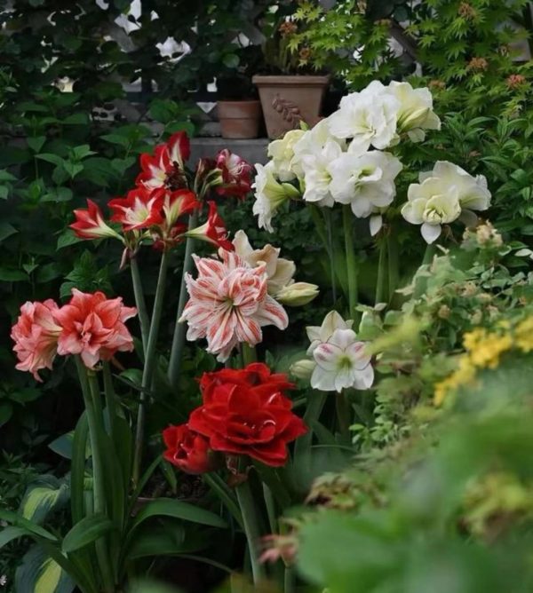 孤挺花 （Amaryllis）：圖片 4